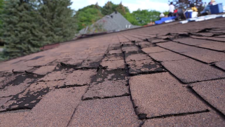 Best Roof Moss and Algae Removal  in Vinco, PA